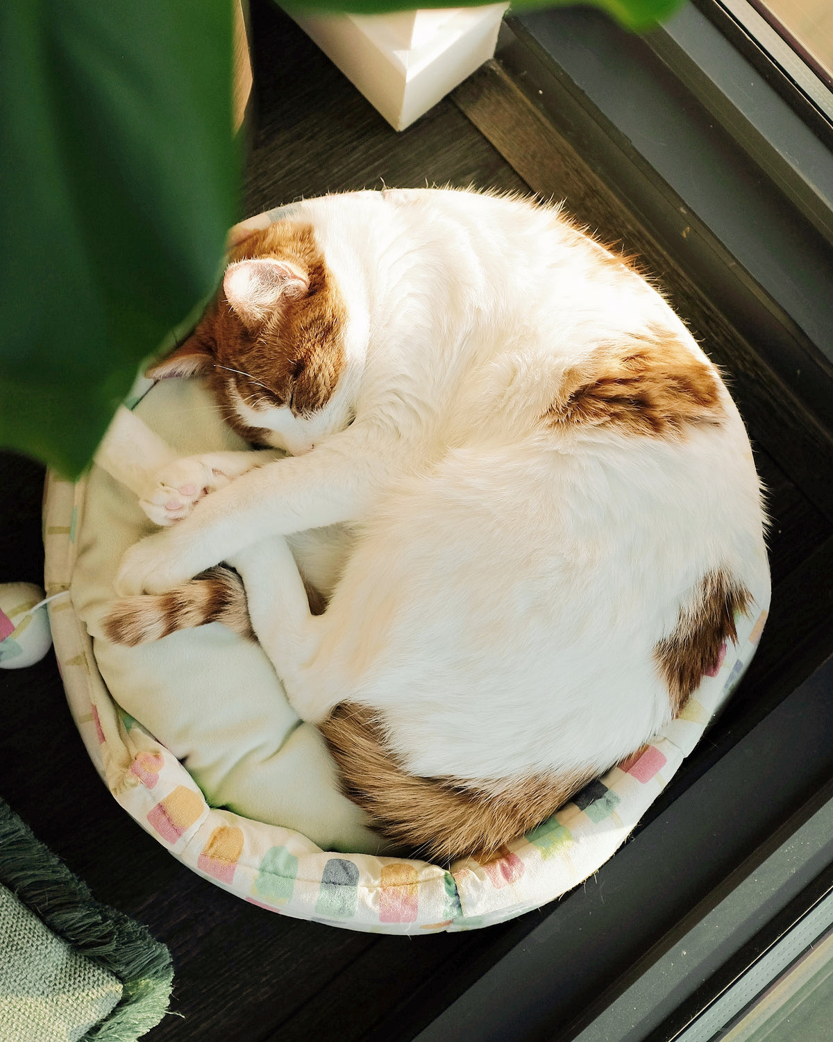 Sleeping Cat Sticker