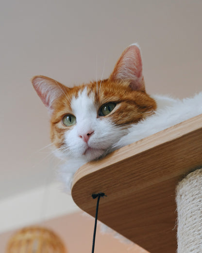 Sleeping Cat Sticker