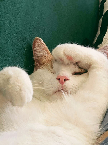 Chunky Kitten Sticker